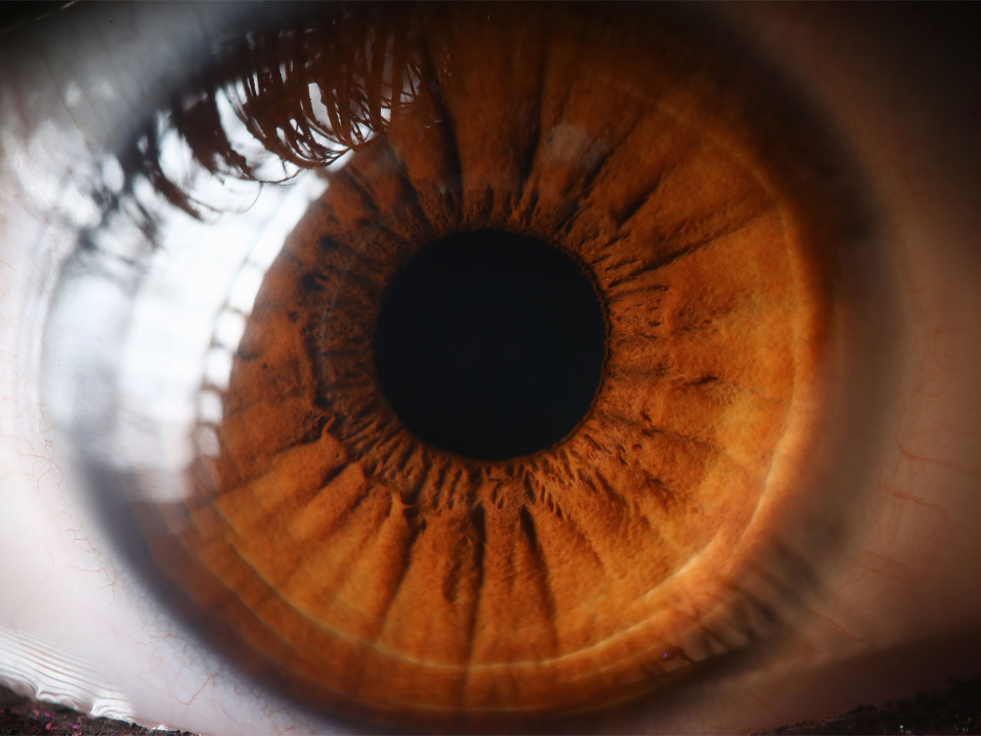 Retina Design The Institute for Creation Research